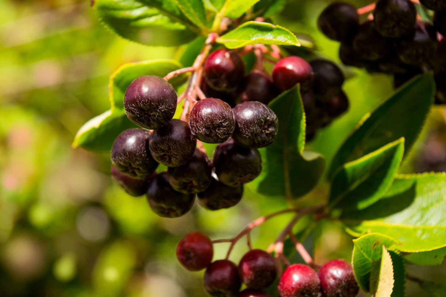 Huckleberry (Vaccinium spp.)