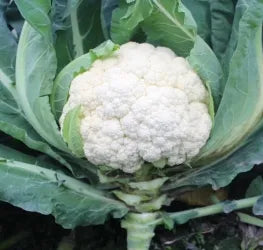 Temperature Stability Damp Tolerance Of Cauliflower – Heirloom, Non-GMO, High Germination Organic Garden Seeds