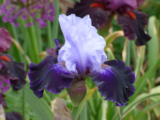 Tempting Fate Tall Bearded Iris