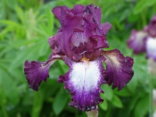 Tennison Ridge Tall Bearded Iris