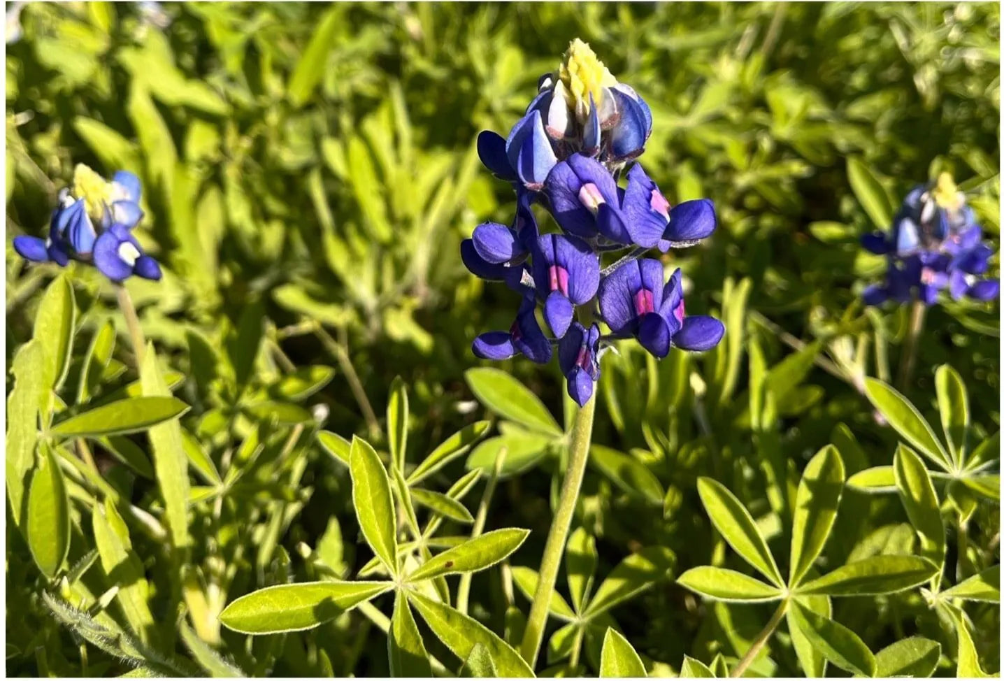 Texas Bluebonnet Seeds Lupinus texensis Texas State Flower Genuine – Heirloom, Non-GMO, High Germination Organic Garden Seeds