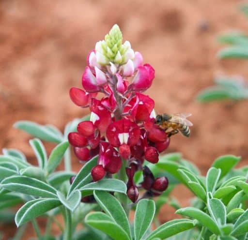 Red Texas Bluebonnets Seeds