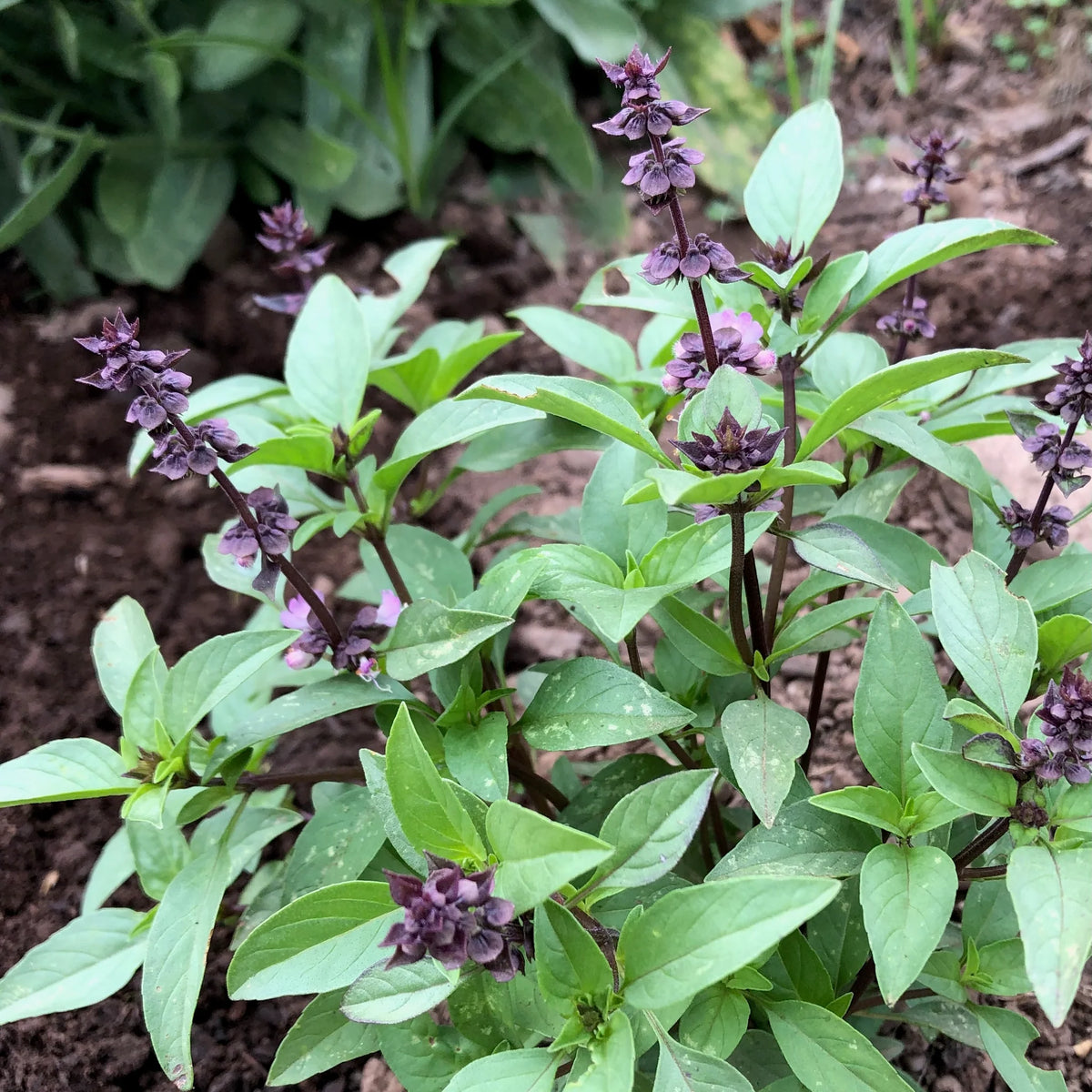 Thai Basil seeds, Ocimum basilicum with anise flavor for Asian cooking