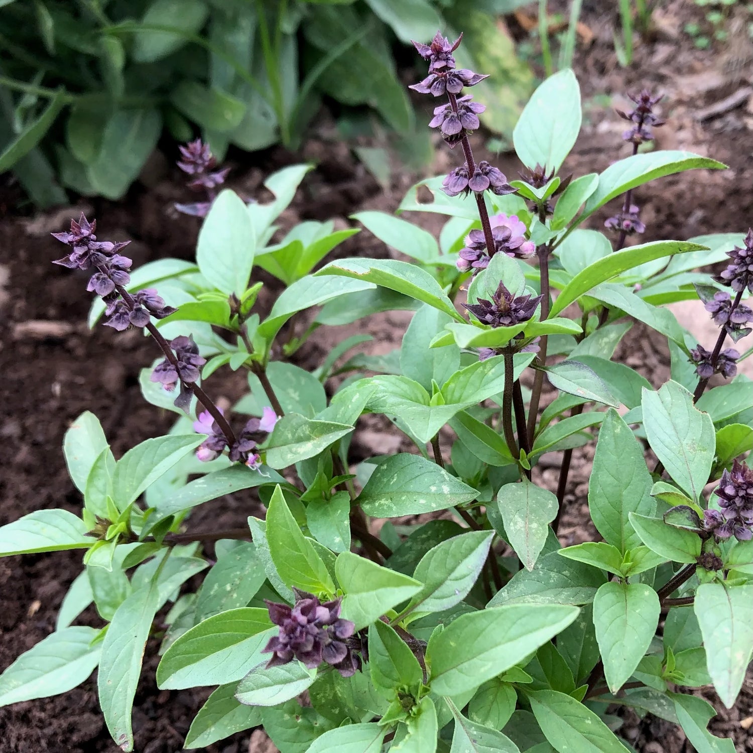 Thai Basil seeds, Ocimum basilicum with anise flavor for Asian cooking