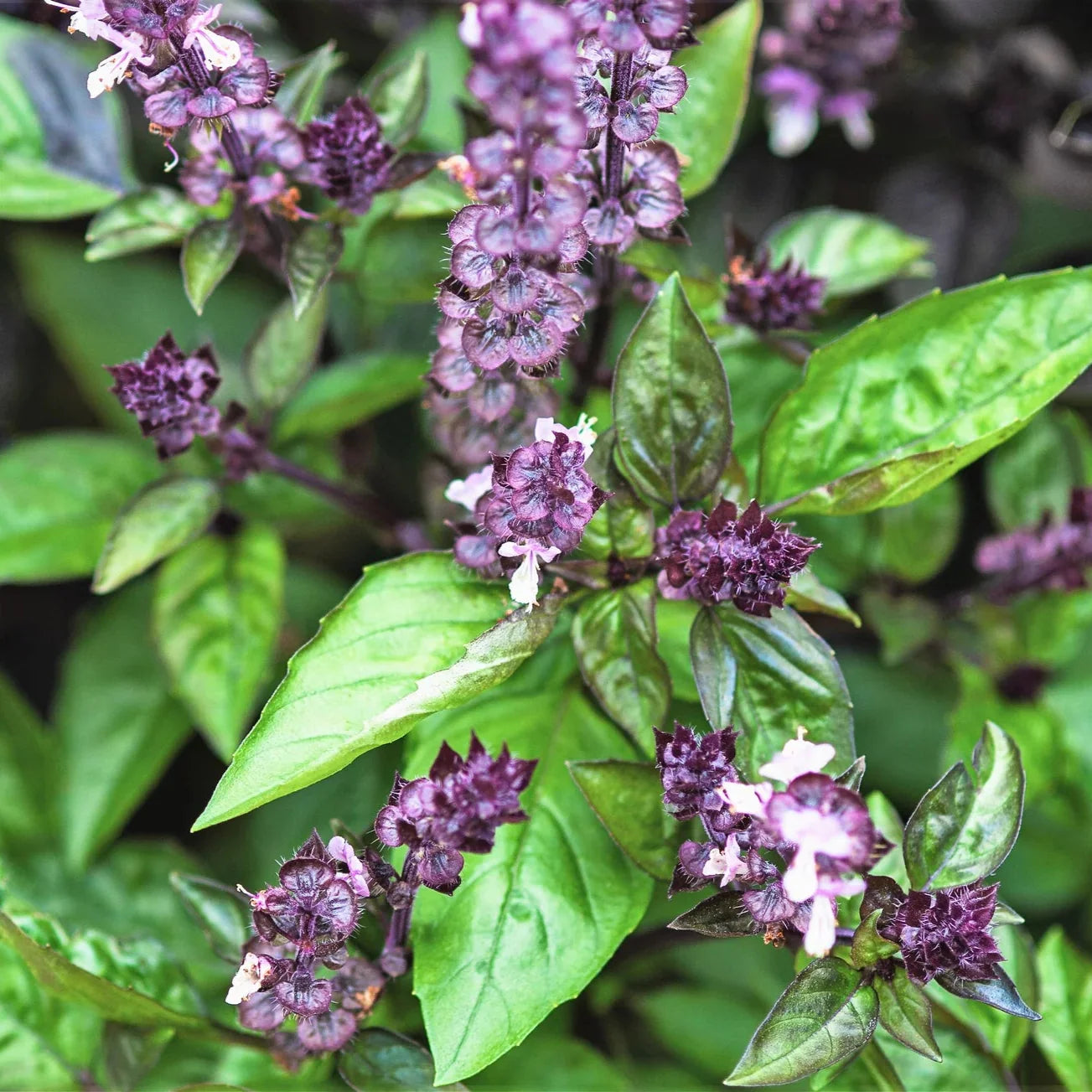 Thai Basil seeds, slow-bolting variety for continuous anise-flavored herb harvest