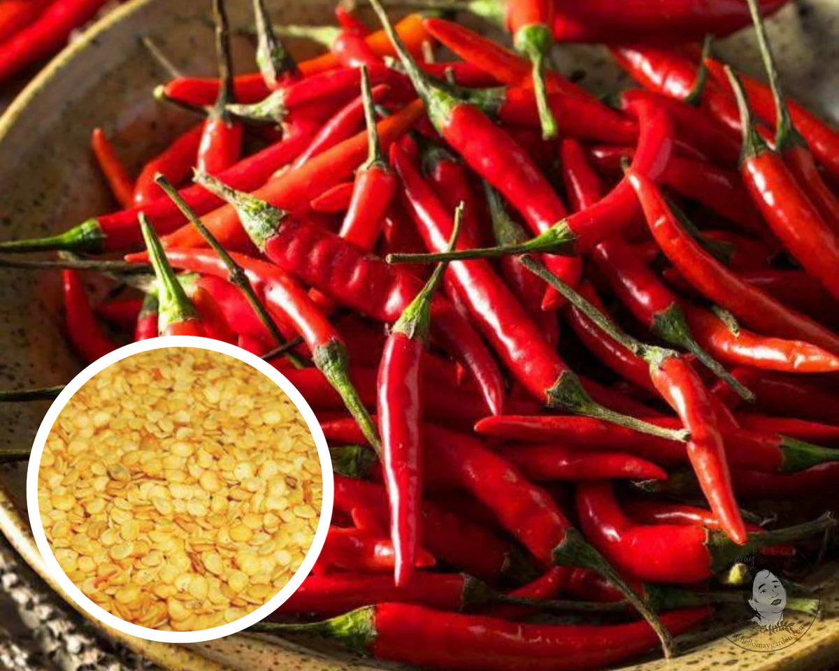 Thai Hot Pepper Seeds Heirloom Non-GMO High Germination Organic Garden Seeds
