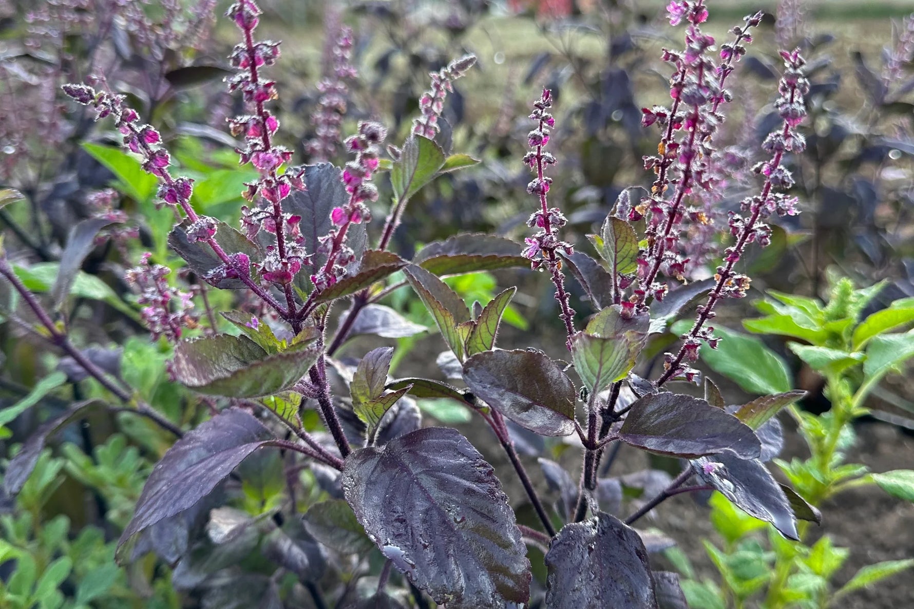 Thai Holy Basil Tulsi plant showing aromatic leaves and purple flower spikes.