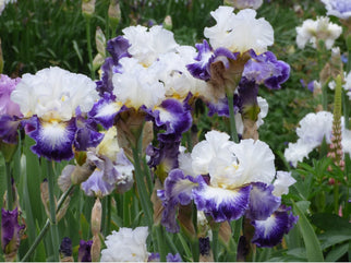 The Long Game Tall Bearded Iris