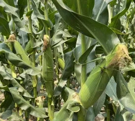 Thin And Tender Skin Sweet Corn For Sowing – Heirloom, Non-GMO, High Germination Organic Garden Seeds