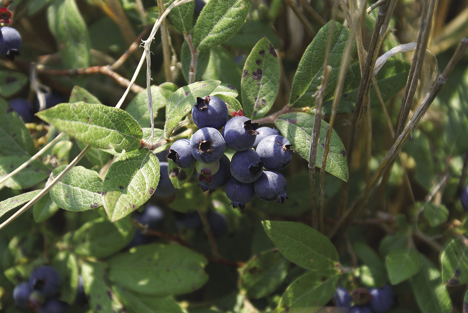 Farkleberry (Vaccinium arboreum)