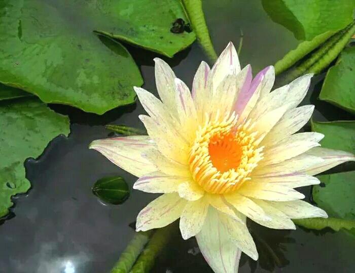 Nymphaea Yellow Suwana