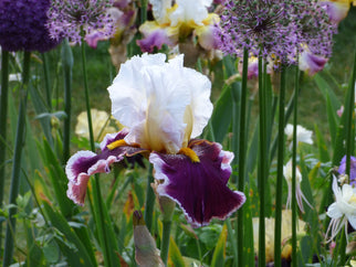 Thorn Tall Bearded Iris