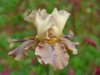 Thornbird Tall Bearded Iris