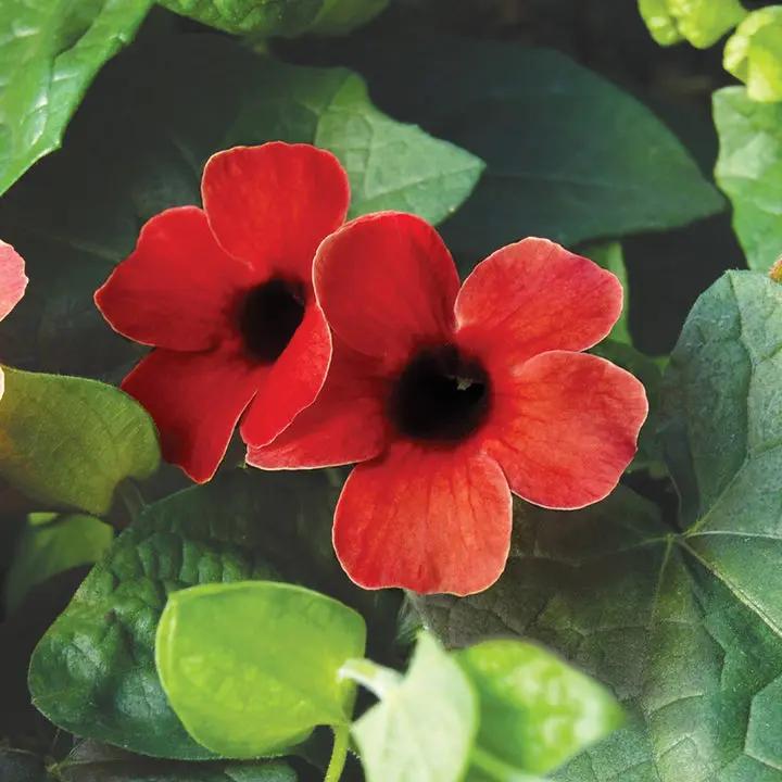 Heirloom Thunbergia Alata Flower Seeds, Non-GMO Black-Eyed Susan Vine for Garden Planting Dhara Seeds