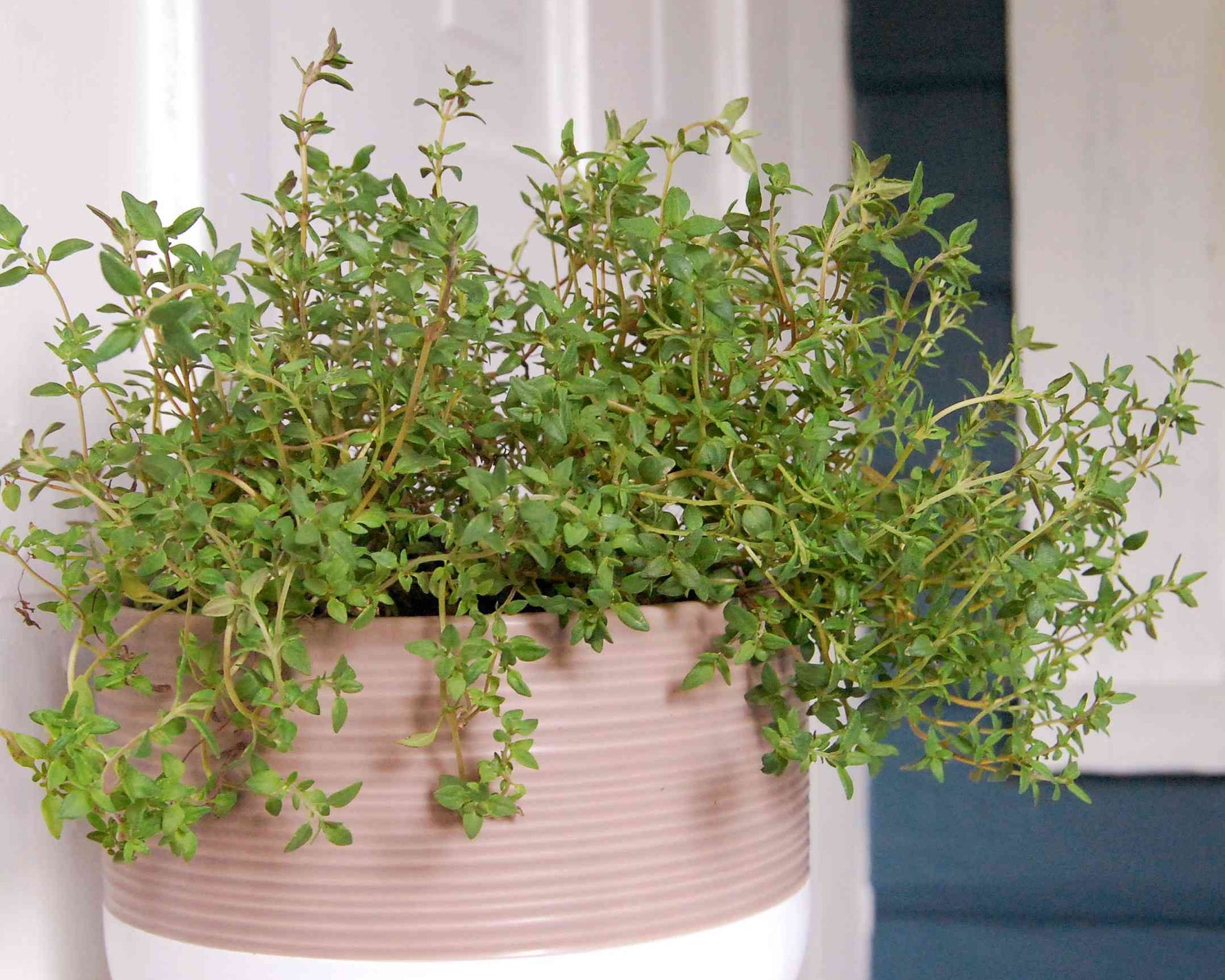 Thyme plant with small lavender flowers attracting bees. Full sun garden plant.