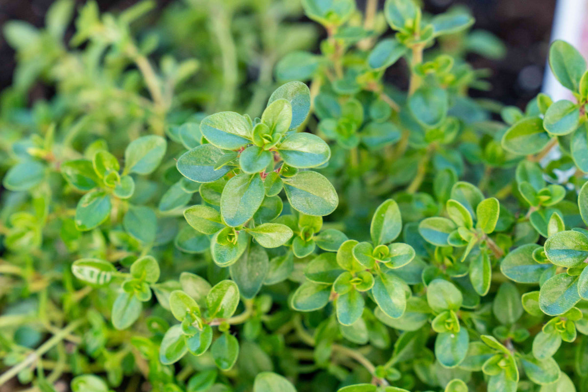 Thyme plant growing in an indoor pot. Hardy perennial for sunny windowsill.
