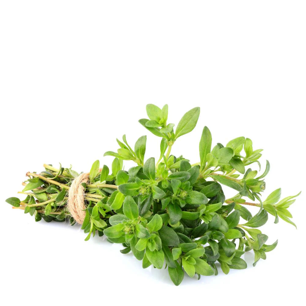 Close-up of fine Thyme seeds. Requires light for germination. Herb seed starting guide.