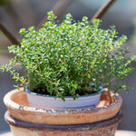 Thyme Seeds packet. Buy Thymus vulgaris seeds online. Essential culinary herb starter.