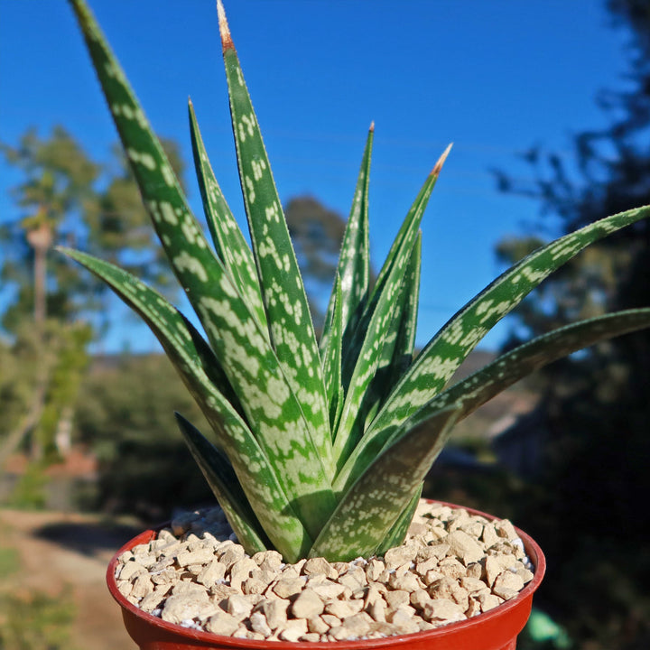 Green Aloe Variegata Plant Seeds for Planting