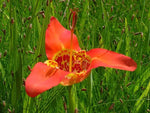 Red Tigridia Pavonia Flower Seeds for Planting, NON GMO Seeds Dhara Seeds