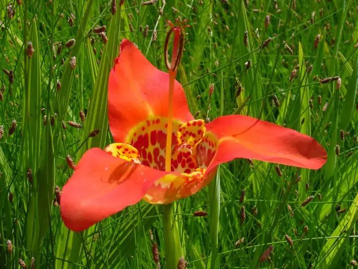 Red Tigridia Pavonia Flower Seeds for Planting, NON GMO Seeds Dhara Seeds