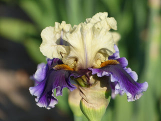 Tiki Bar's Open Tall Bearded Iris