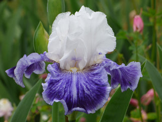 Tillamook Bay Tall Bearded Iris