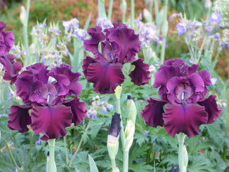 Tin Cup Chalice Tall Bearded Iris