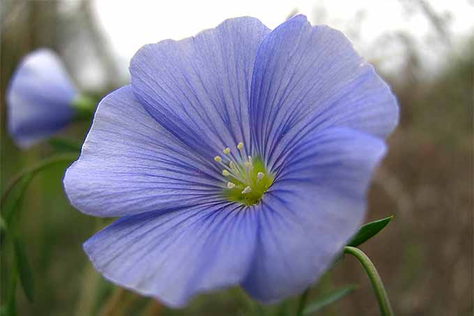 Blue Flax Linum usitatissimum decorative and edible flower seeds for home garden planting