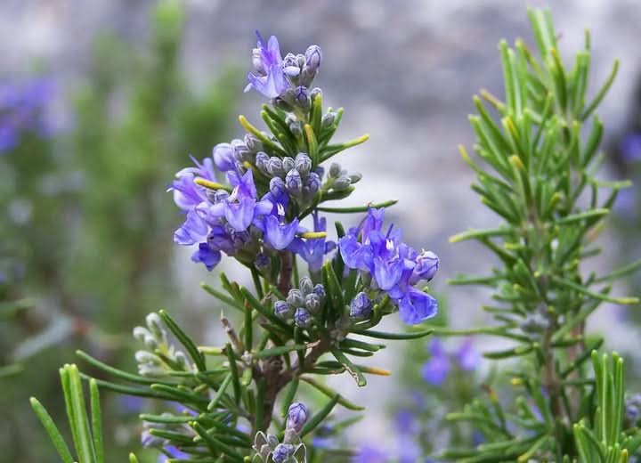 Tuscan Blue Rosemary Herb Seeds for Planting – Heirloom & Non-GMO Upri