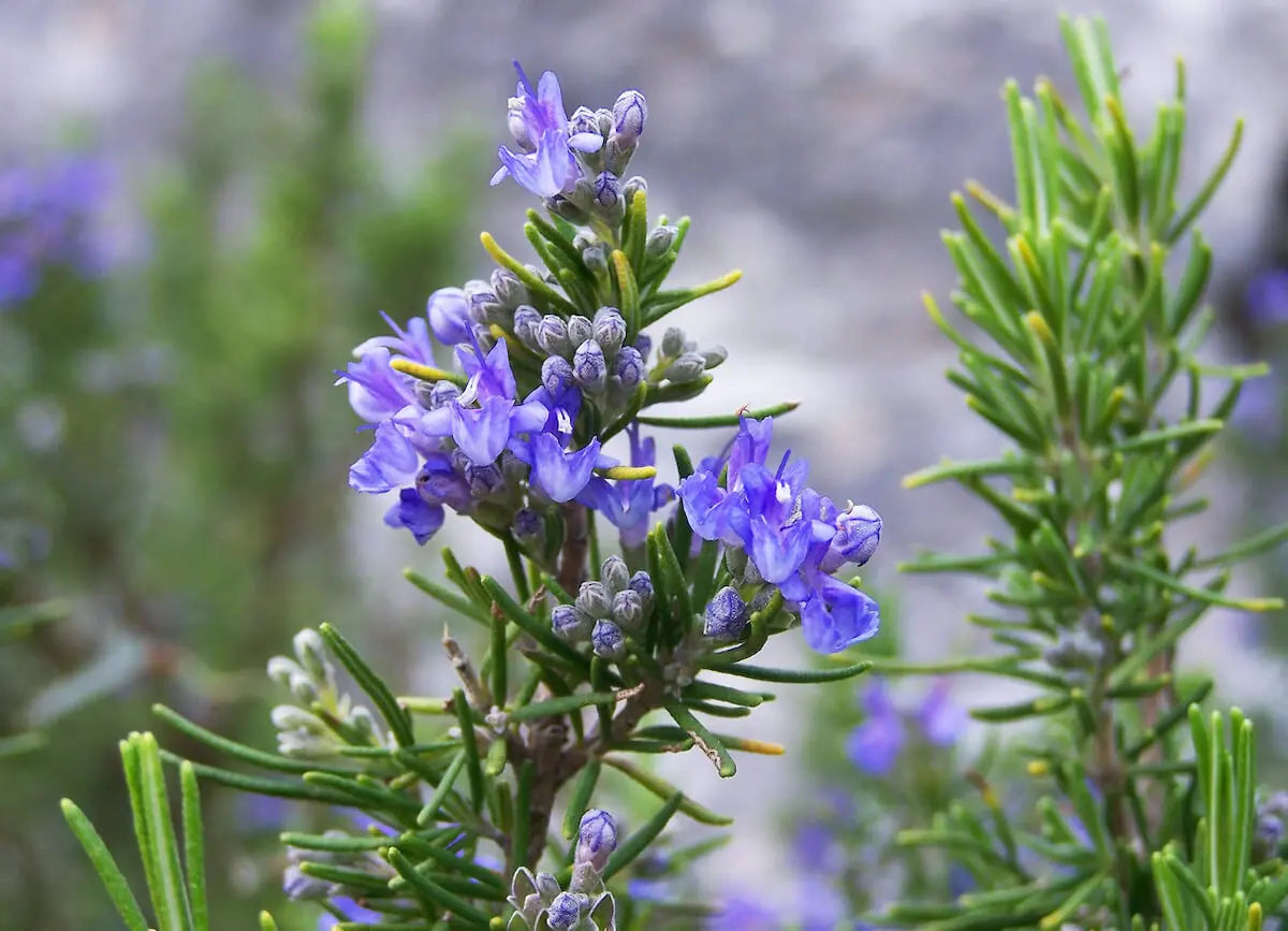Trling Irene Rosemary Herb Plant Seeds for Fragrant and Flavorful Gardens – Fresh Herb for Your Garden