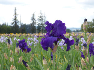 Titan's Glory Tall Bearded Iris