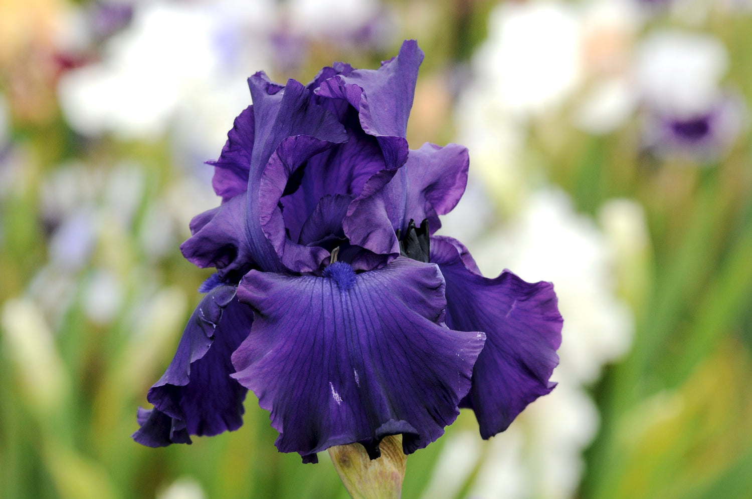 Bearded Iris - Titans Glory