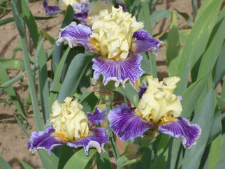 To Wander Tall Bearded Iris