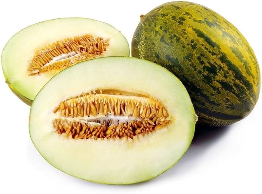 Whole Toadskin Melon (Piel de Sapo) on the Vine, Sweet Melon Gardening