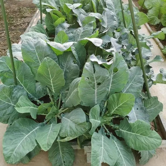 Tolerant To Hot Mid Maturity Hybrid Cauliflower For Sowing heirloom non-gmo organic garden seeds