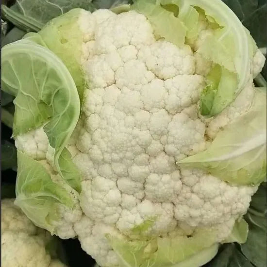 Tolerant To Hot Mid Maturity Hybrid Cauliflower For Sowing – Heirloom, Non-GMO, High Germination Organic Garden Seeds