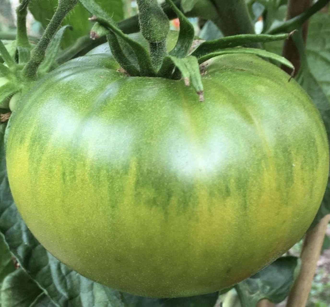 Tomato Seeds for Planting, Dark Green