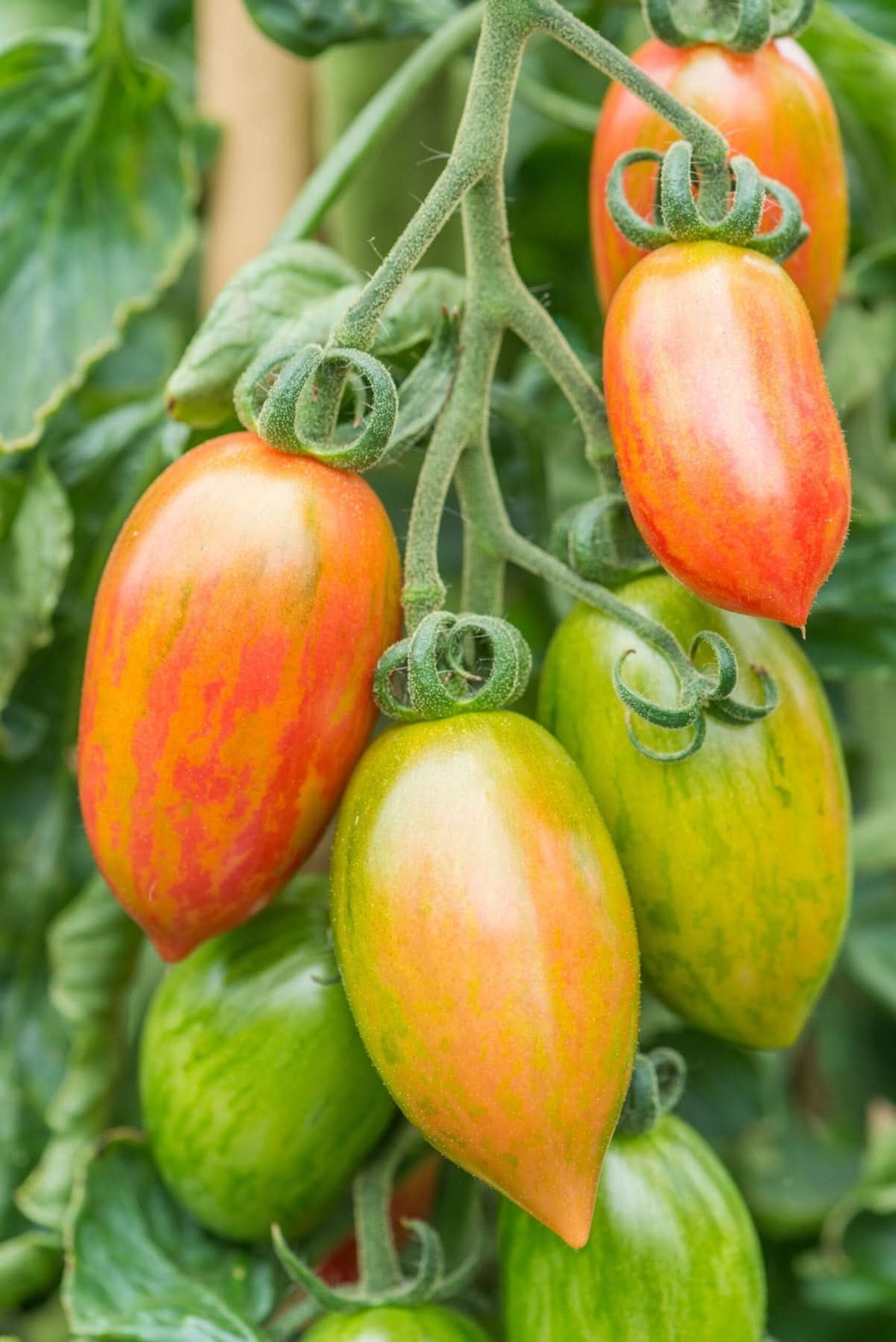 Cherry Artisan Pink Tiger Tomato Solanum lycopersicum for planting in home garden