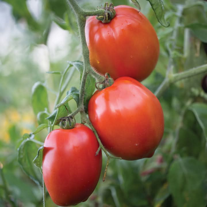 Big Mama F1 Tomato Vegetable Seeds for Planting – Heirloom and Non-GMO garden seeds