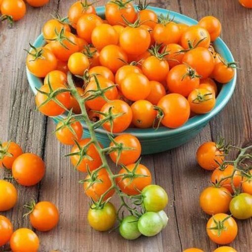 Tomato Gold Nut heirloom non-GMO organic garden seeds
