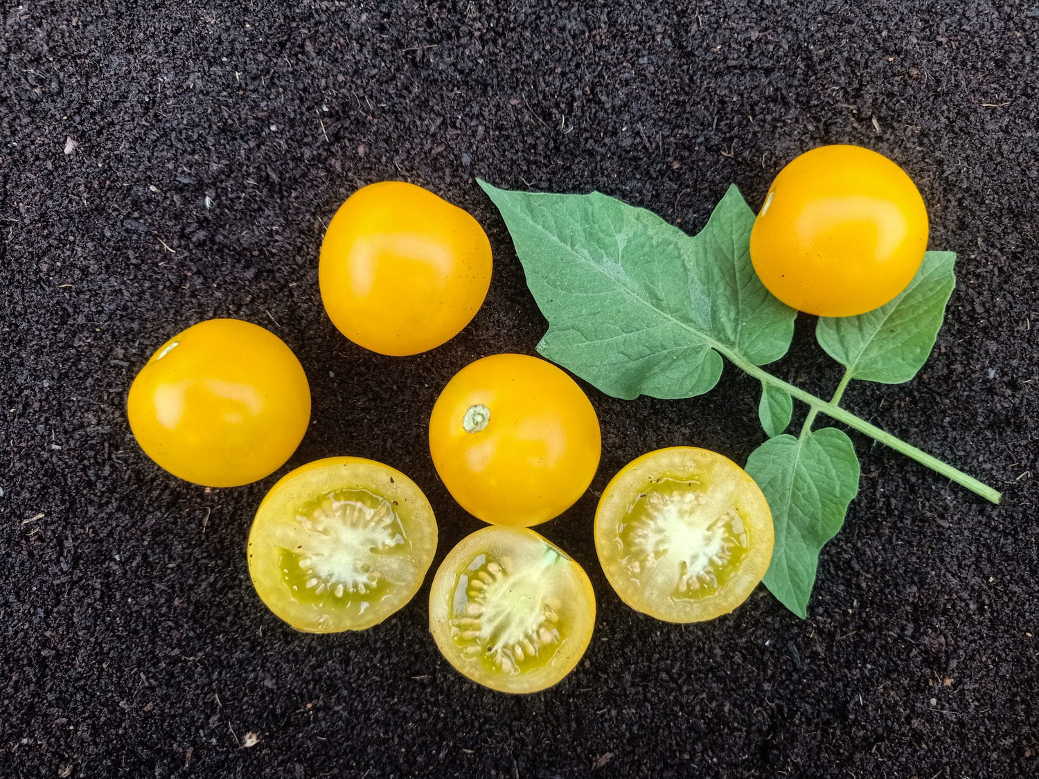 Tomato Seeds - Golden Jubilee