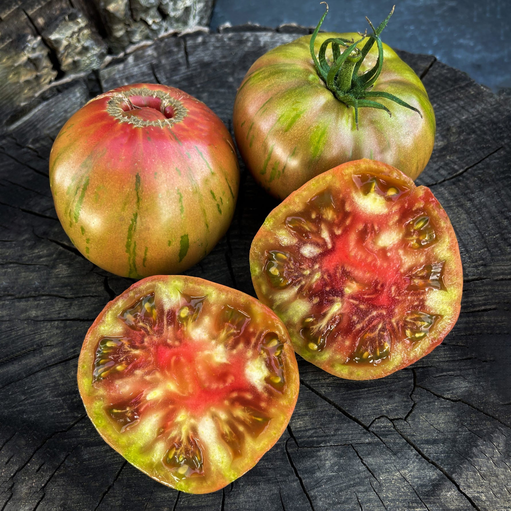  large bi-color Copia tomatoes with red and yellow stripes on healthy tomato vine
