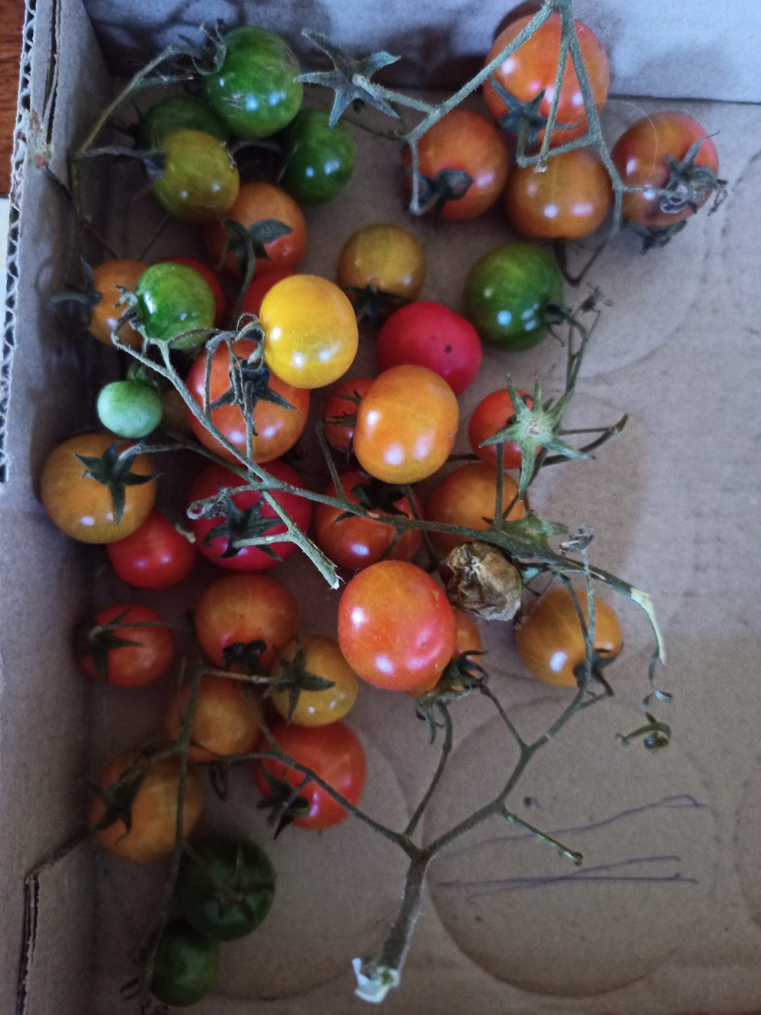 Isis Candy Tomato Seeds – Sweet and Fruity Cherry Tomato for Garden Planting