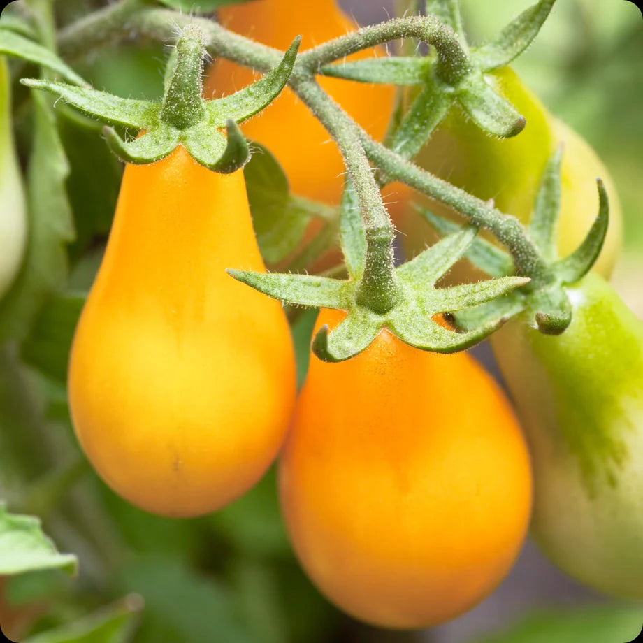 Yellow Pear Tomato Seeds for Planting heirloom & Non-GMO Seeds