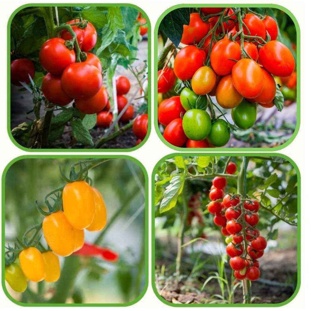 Tomato Teshchinyazyk Solanum lycopersicum vegetable seeds for planting in backyard gardening