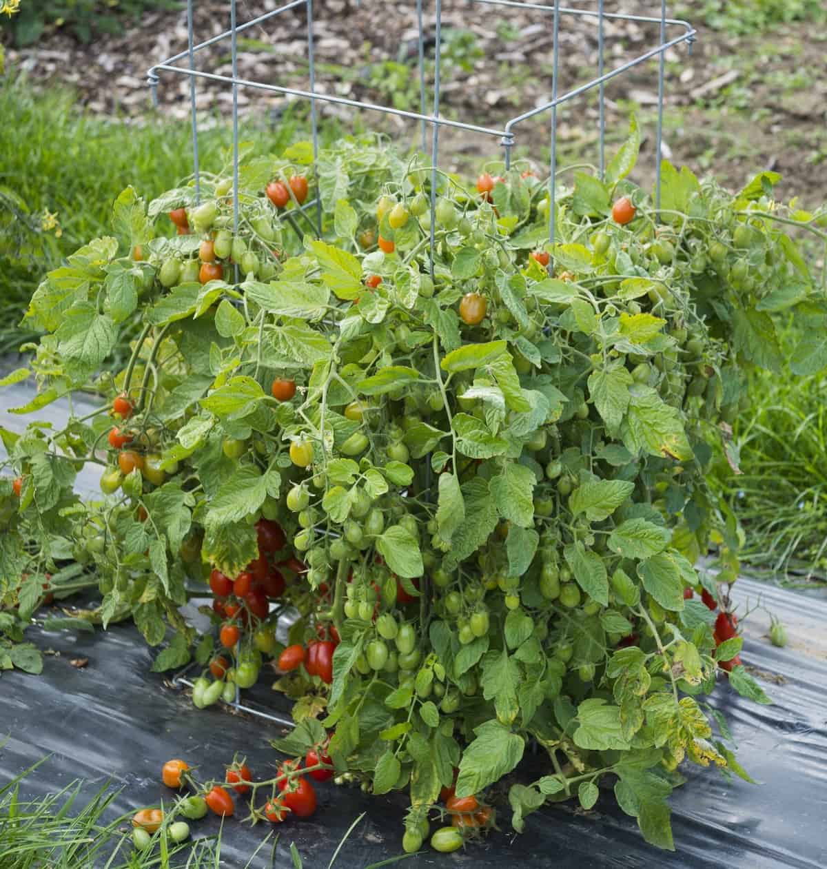 Fantastico Hybrid Grape Tomato Seeds | Super-Sweet Crack-Resistant Grape Tomatoes – Heirloom, Non-GMO, High Germination Organic Garden Seeds