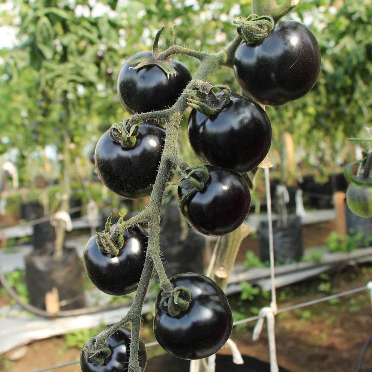 Indigo Rose Tomato Seeds – Darkest Heirloom Tomato Variety for Garden Planting