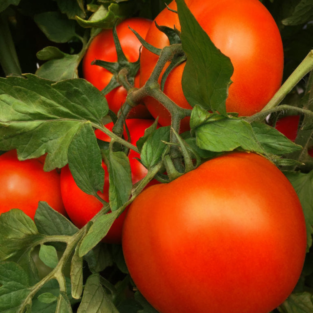 Giant Tomato Seeds for Planting, Mixed