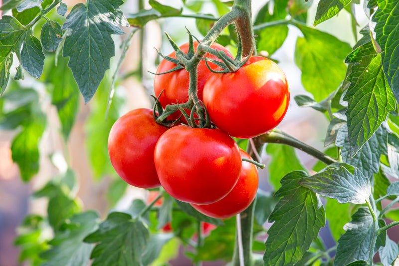 Tomato Solanum lycopersicum Vegetable Seeds for Planting Anhui Red Tomato Long Variety in Home Garden